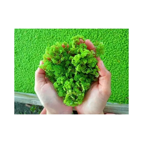 Azolla Bed-(12 x 4 x 1 ft) for Azolla Cultivation 400 GSM-Bazodo HDPE UV Treated 7 Years Life Quality