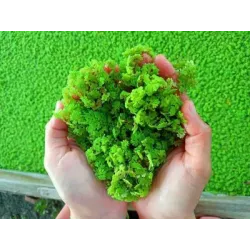 Azolla Bed-(12 x 4 x 1 ft) for Azolla Cultivation 400 GSM-Bazodo HDPE UV Treated 7 Years Life Quality