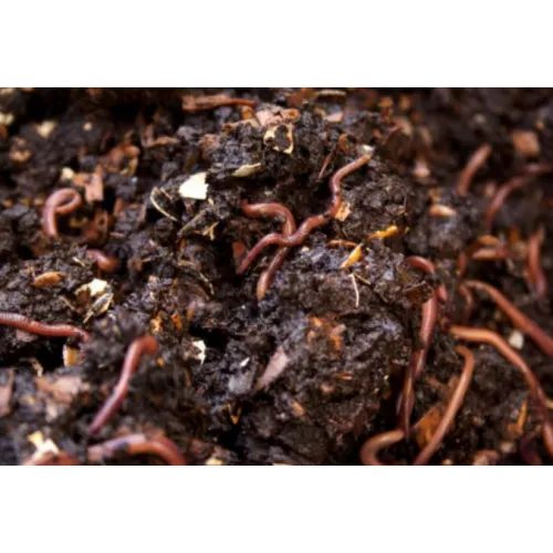 Vermicompost 50kg - High Nutrition for Home Garden Plants - Bazodo