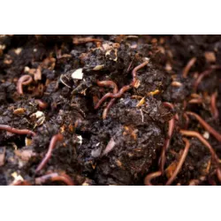 Vermicompost 50kg - High Nutrition for Home Garden Plants - Bazodo