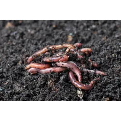 100% Pure Vermicompost - 500 Kg