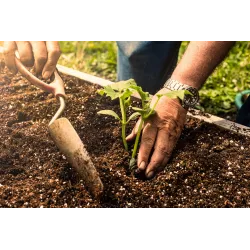 Potting Soil Mix - 500kg - A Perfect Mix for Gardening with All Nutrients