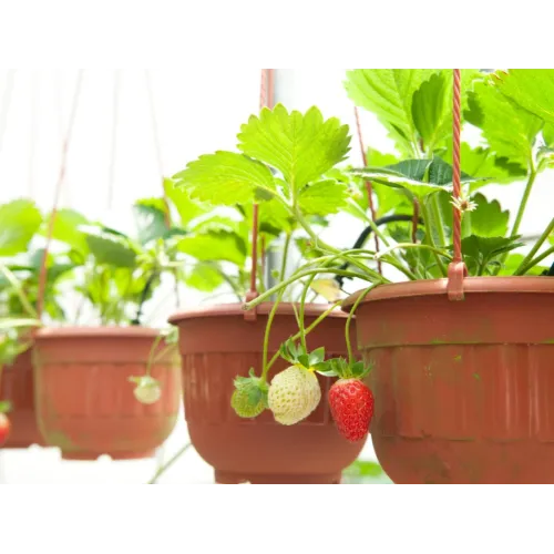 Strawberry - Fruit Seeds