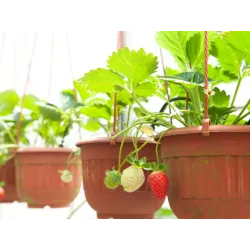 Strawberry - Fruit Seeds