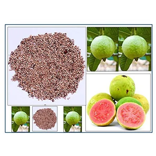 Guava Fruit Seeds