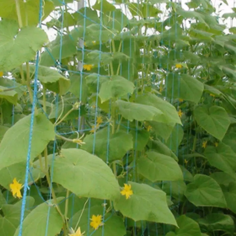 Bazodo Creeper Net -Home Garden -1.5 Meter Breadth & Length Customized