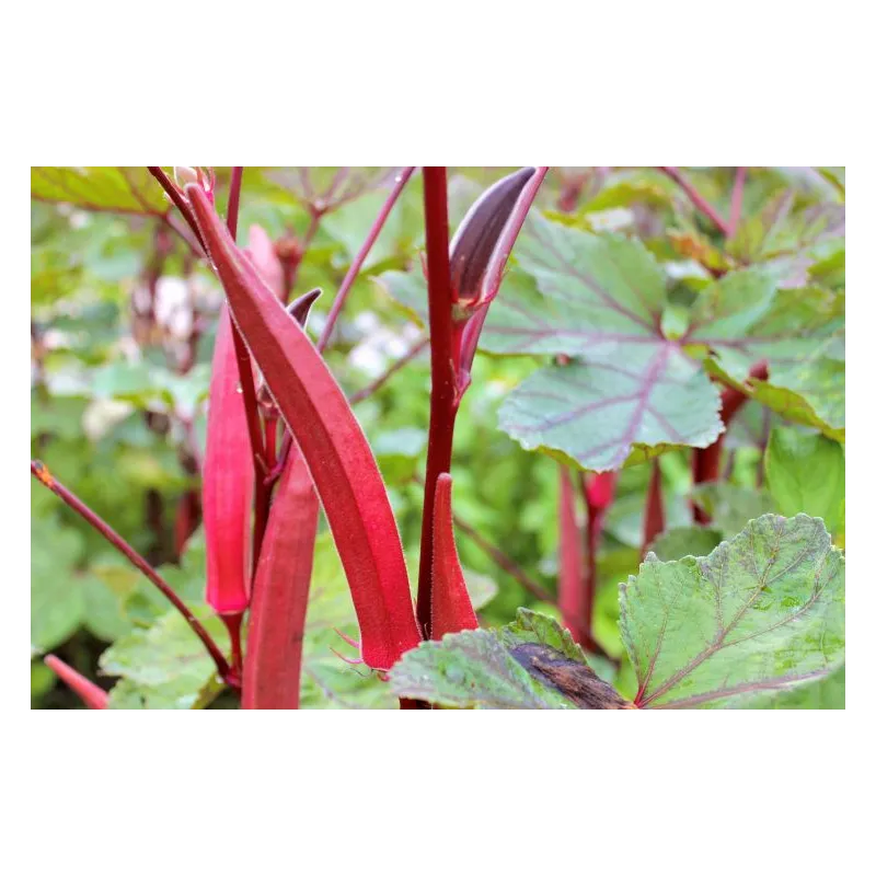 Red Okra (Red Ladies Finger) Long - Hybrid Seeds