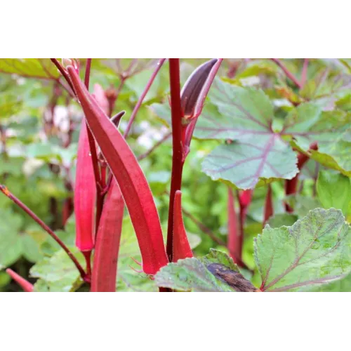 Red Okra (Red Ladies Finger) Long - Hybrid Seeds