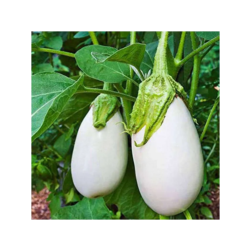 White Brinjal Seeds - Hybird Seeds