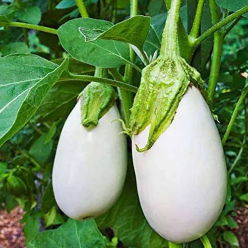 White Brinjal Seeds - Hybird Seeds