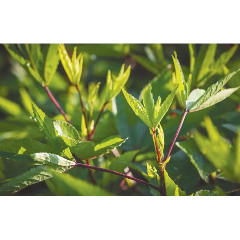 Gongura Seeds (Pulicha Keerai) - Fermented