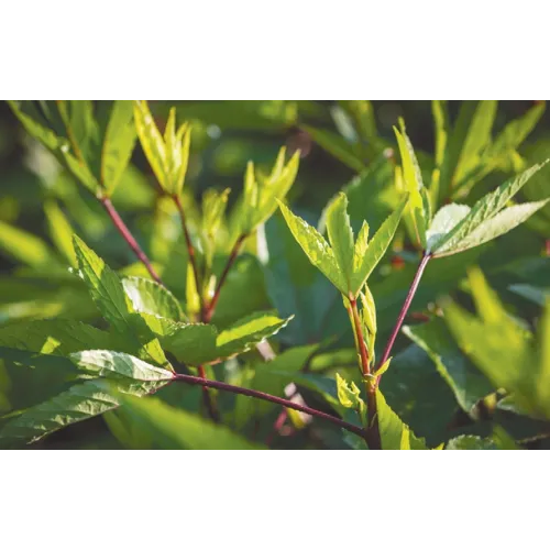 Gongura Seeds (Pulicha Keerai) - Fermented