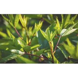 Gongura Seeds (Pulicha Keerai) - Fermented