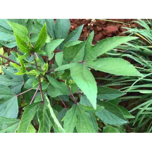 Gongura Seeds (Pulicha Keerai) - Fermented