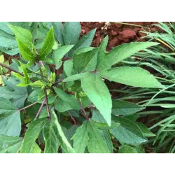 Gongura Seeds (Pulicha Keerai) - Fermented