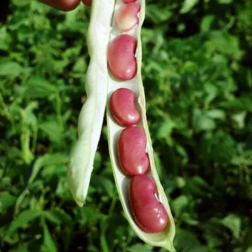 Red Beans (Kidney Beans) - OP Seeds