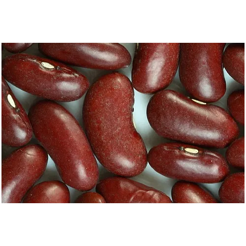 Red Beans (Kidney Beans) - OP Seeds