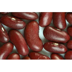 Red Beans (Kidney Beans) - OP Seeds