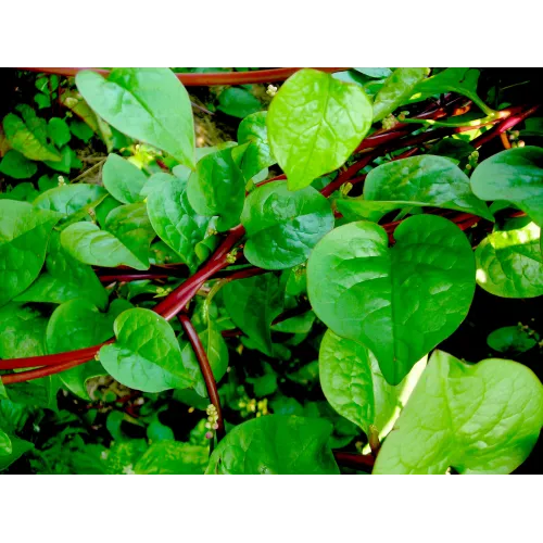 Malabar Spinach Seeds