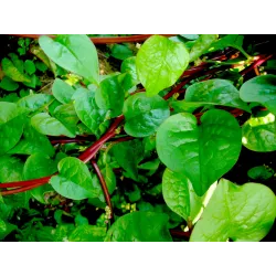 Malabar Spinach Seeds