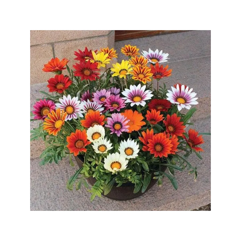 Gazania Sun Shine Mixed Colour