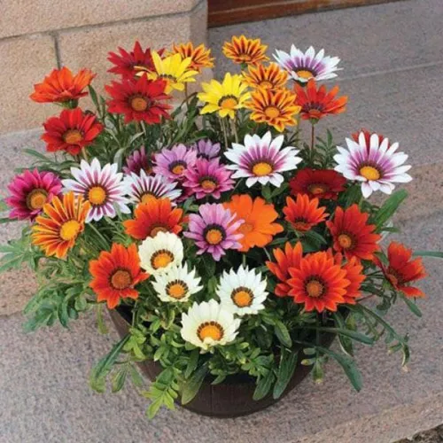 Gazania Sun Shine Mixed Colour