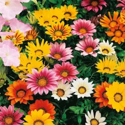 Gazania Sun Shine Mixed Colour