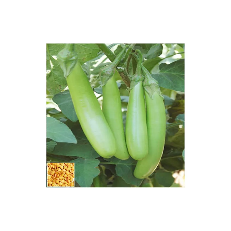 Brinjal Hybrid F1 Seeds - Packet