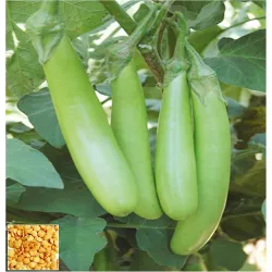 Brinjal Hybrid F1 Seeds - Packet