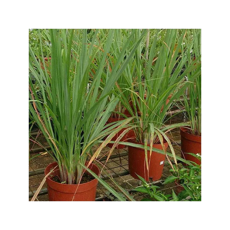 Lemongrass Herb Seeds: Easy to Grow, Versatile Flavor