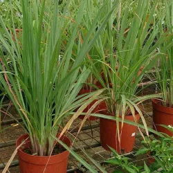 Lemongrass Herb Seeds: Easy to Grow, Versatile Flavor