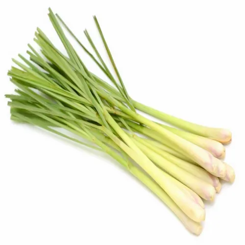 Lemongrass Herb Seeds: Easy to Grow, Versatile Flavor