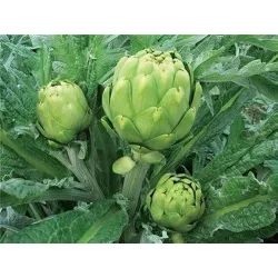 Artichoke Vegetable Seeds - Start Growing Your Own Artichokes Today!