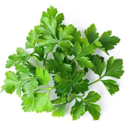 Parsley Seeds - Herbs