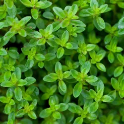 Thyme Seeds - Herbs