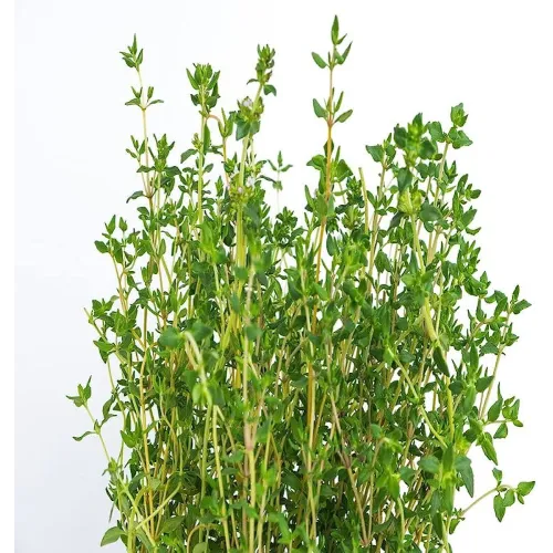 Thyme Seeds - Herbs