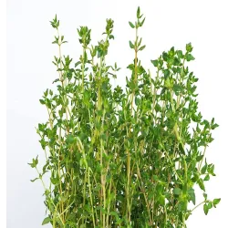 Thyme Seeds - Herbs