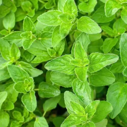 Oregano - Herb Seeds