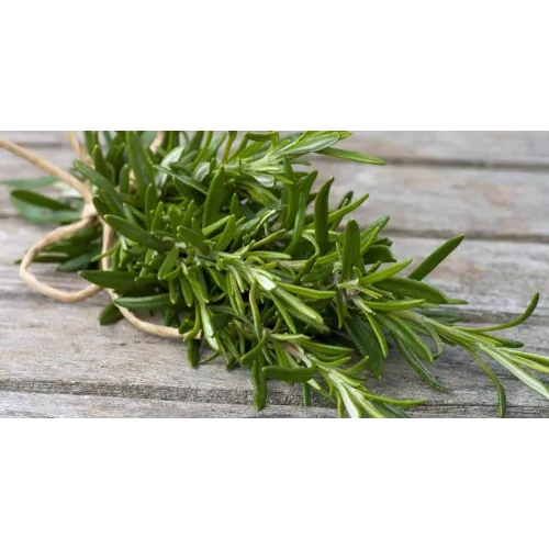 Rosemary Herb Seeds |Grow Your Own Rosemary Plant at Home | Buy Online