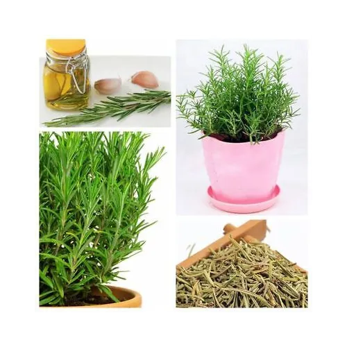 Rosemary Herb Seeds |Grow Your Own Rosemary Plant at Home | Buy Online