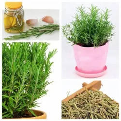 Rosemary Herb Seeds |Grow Your Own Rosemary Plant at Home | Buy Online