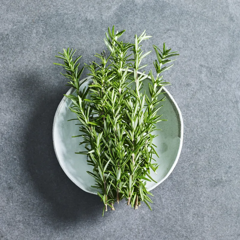 Rosemary Herb Seeds |Grow Your Own Rosemary Plant at Home | Buy Online