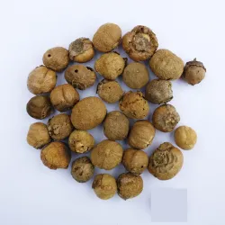 Teak Wood Seeds(Sagwan) Tree Seeds