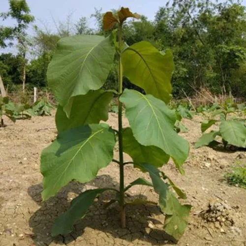 Teak Wood Seeds(Sagwan) Tree Seeds