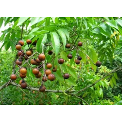 Soap Nut Tree Seeds