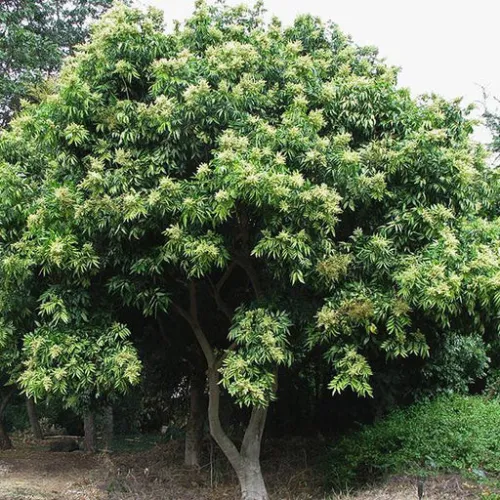 Soap Nut Tree Seeds