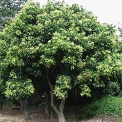 Soap Nut Tree Seeds