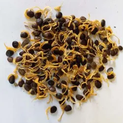 Australian Teak Tree Seeds - Acacia Mangium Tree