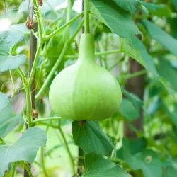 Country Round Bottle Guard Seeds