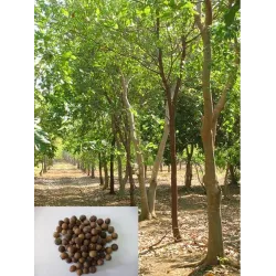 White Sandal Tree Seeds